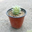 정야
