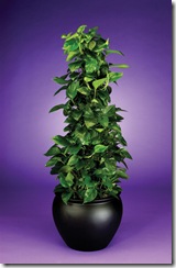 pothos